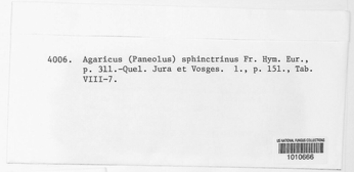 Agaricus sphinctrinus image